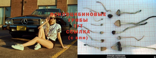 стаф Ростов
